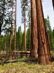 Sequoiadendron giganteum