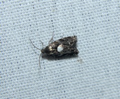 Cydia albimaculana