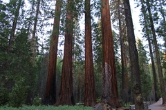 Sequoiadendron giganteum
