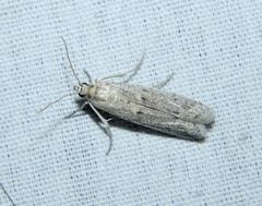 Homoeosoma electella