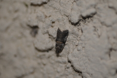 Acrobasis tricolorella
