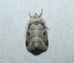 Plagiomimicus pityochromus