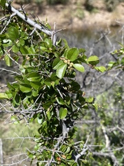 Sageretia wrightii