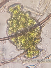 Euastrum ampullaceum