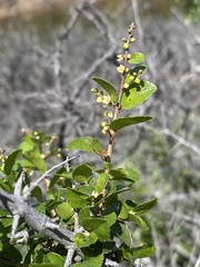 Sageretia wrightii