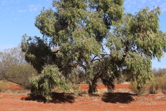 Corymbia opaca