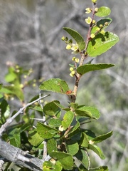 Sageretia wrightii