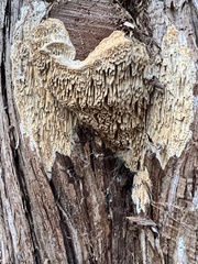 Subantrodia juniperina