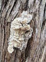 Subantrodia juniperina