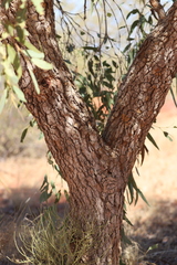 Corymbia opaca