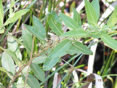 Decodon verticillatus