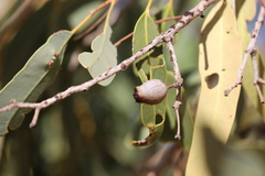 Corymbia opaca