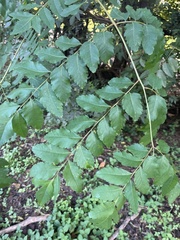 Koelreuteria bipinnata