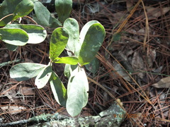 Asimina reticulata