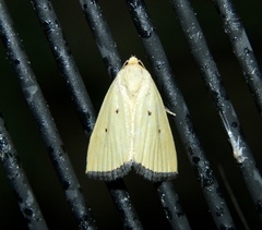 Marimatha nigrofimbria