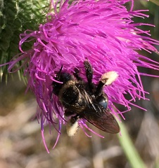 Heliomelissodes