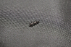 Blastobasis glandulella