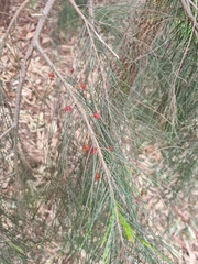 Allocasuarina littoralis