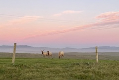 Cervus canadensis nannodes