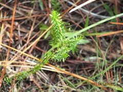 Hypericum tenuifolium