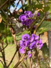 Hardenbergia