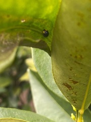 Apolinus lividigaster