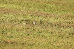 Bartramia longicauda