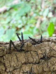 Xylaria longiana