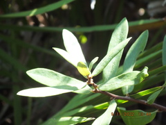Asimina reticulata