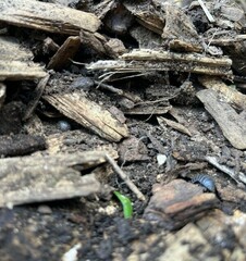 Armadillidium vulgare