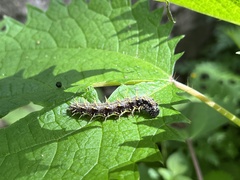 Nymphalini