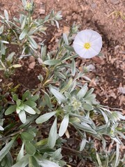 Convolvulus