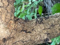 Xylaria longiana