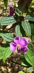 Melastomeae