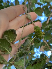 Callirhytis quercussuttoni