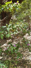 Melastomeae