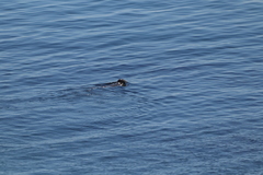 Phoca vitulina vitulina