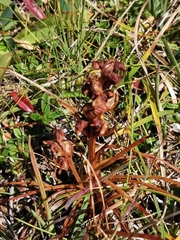 Chamorchis alpina