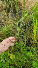 Symphyotrichum subulatum elongatum