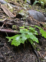 Tiarella trifoliata