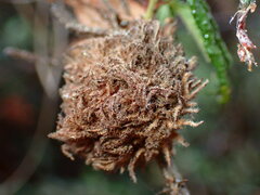 Asphondylia ceanothi