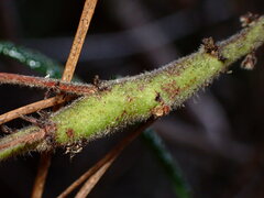 Periploca ceanothiella