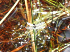 Erythrodiplax minuscula