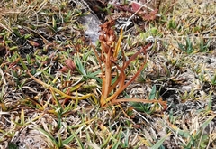 Chamorchis alpina