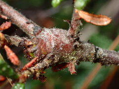 Periploca ceanothiella