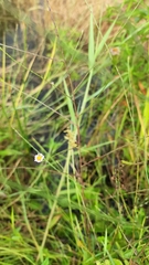 Symphyotrichum subulatum elongatum