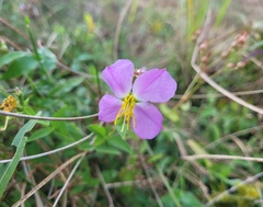 Rhexia mariana