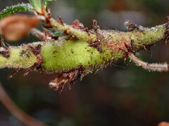 Periploca ceanothiella