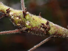 Periploca ceanothiella