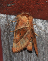 Lemmeria digitalis